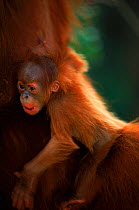 Orang utan {Pongo abelii} Forester with mother. Gunung Leuser NP Sumatra Indonesia.