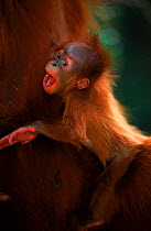 Orang utan {Pongo abelii} Forester with mother. Gunung Leuser NP Sumatra Indonesia.