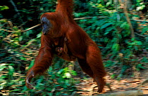 Female Sumatran Orang utan {Pongo abelii} 'Suma' swinging from branch with baby 'Forester' (part of baby snatching story), Gunung Leuser NP, Sumatra, Indonesia.