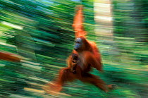 Abstract shot of female Sumatran Orang utan {Pongo abelii} 'Suma' swinging from branch with baby 'Forester' (part of baby snatching story), Gunung Leuser NP, Sumatra, Indonesia.