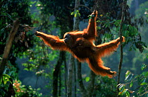 Orang utan {Pongo abelii} Suma reunited with baby moring through trees. Gunung Leuser NP Sumatra Indonesia.