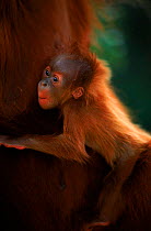Orang utan {Pongo abelii} suckling baby. Gunung Leuser NP Sumatra, Indonesia. Forester feeding with mother Suma