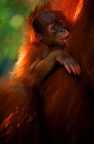 Baby Sumatran Orang utan 'Forester' {Pongo abelii} feeding from mother 'Suma' (part of baby snatching story), Gunung Leuser NP, Sumatra, Indonesia.