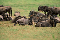 Wildebeest {Connochaetes taurinus} giving birth, Tanzania Serengeti. Sequence 1/16