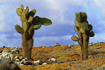 Sesuvium vegetation and Opuntia cactus, Santa Cruz Is, Galapagos.
