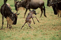 Wildebeest {Connochaetes taurinus} with newborn calf taking its first steps. Serengeti Tanzania. Sequence 6/16