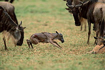 Wildebeest {Connochaetes taurinus} with newborn calf taking its first steps. Serengeti Tanzania. Sequence 7/16