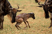 Wildebeest {Connochaetes taurinus} with newborn calf taking its first steps. Serengeti Tanzania. Sequence 10/16