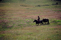 Riders and packhorse in grassy meadow. Hangay Mountains, Mongolia