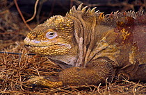 Land iguana portrait {Conolophus subcristatus} Isabela Island, Galapagos