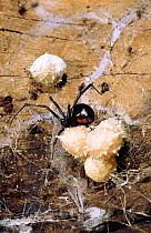 Black widow spider with egg sacs {Latrodectus mactans} Ankarana special Reserve, Madagascar