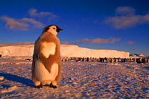 Emperor penguin chick moulting, Cape Darnley, Antarctica