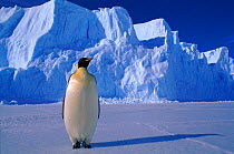 Emperor penguin portrait, Antarctica