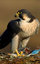 Peregrine falcon with prey (Jay) Germany