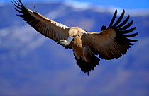 Cape vulture landing, Natal, South Africa