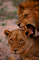 Lions mating, Mala Mala GR, South Africa