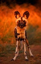 African wild dog at sunset, South Africa