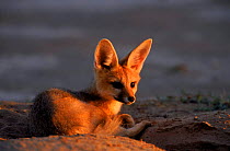 Cape fox, Kalahari Gemsbok NP, S Africa