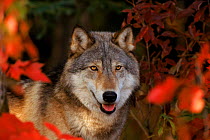 Grey wolf portrait, Minnesota, USA.