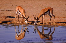 Female Springbok drinking, Kalahari Gemsbok NP, S Africa