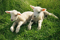 Two newborn lambs (Ovis aries) in grass field