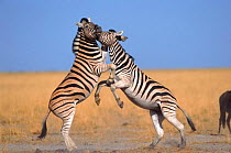 Common zebra males fighting {Equus burchelli} Etosha NP, Namibia.