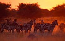 Common zebra herd at dusk {Equus quagga} Moremi WR, Botswana