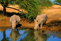 White rhinoceros drinking, Mkhaya, Swaziland, Africa
