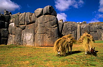 Llamas {Lama glama} used for carrying hay, Sacs Ayhuaman Inca ruins, Cusco, Peru