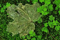 Leaf skeleton, Isle of Rhum, Scotland, UK