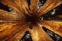 Looking up inside hollow tree, Manu NP, Peru.