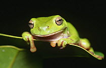 Green tree frog on leaf {Litoria caerulea} Queensland, Australia