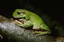 Green tree frog {Litoria caerulea} Lady Elliot Island, Australia