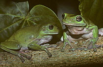 Two Green tree frogs {Litoria caerulea} Lady Elliot Island, Australia