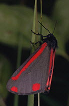 Cinnabar moth {Tyria jacobaeae} Germany