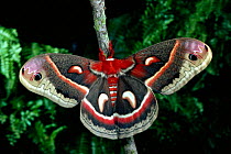 Cecropia moth {Hylaphora cecropia}