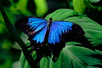 Ulysses butterfly, Queensland, Australia