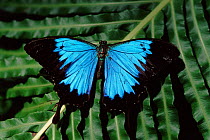 Ulysses butterfly {Papilio ulysses} Queensland, Australia