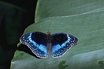 Blue banded eggfly butterfly {Hypolimnas alimena} Queensland, Australia