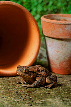 Common European toad {Bufo bufo} in garden. England, UK, Europe