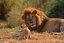 Lion male with cub, Masai Mara, Kenya