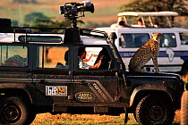 Cheetah using film crew's Landrover as lookout point, Masai Mara, Kenya