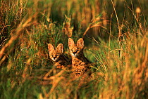 Serval  kittens in long grass. Masai Mara, Kenya