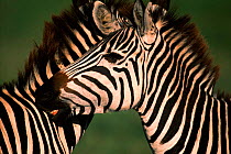 Common zebra {Equus burchelli} mutual grooming. Masai Mara, Kenya