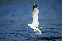 Common gull catching fish {Larus canus} Sweden