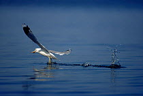 Common gull {Larus canus} catching fish, Sweden.