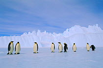 Emperor penguins. {Aptenodytes forsteri} Australian Antarctica.