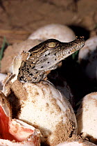 Nile crocodile hatching from egg, Murchison Falls NP, Uganda
