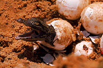 Nile crocodile (Crocodylus niloticus) hatching from egg. Murchison Falls NP, Uganda, East Africa