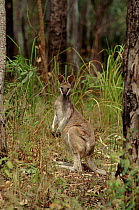 Whiptail wallaby female {Macropus parryi} Queensland, Carnarvon NP, Australia